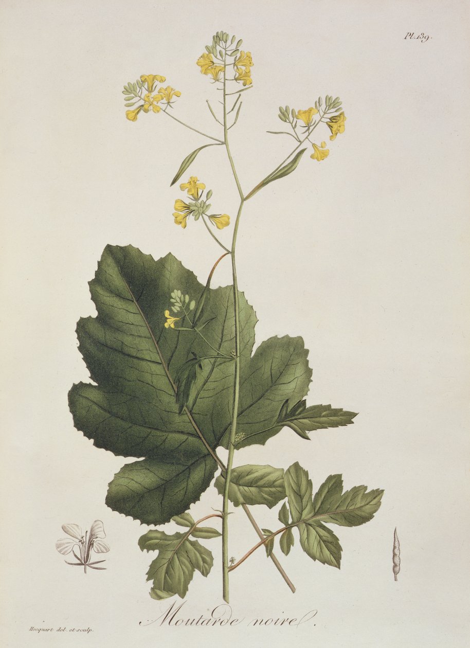 براسيكا نيجرا من "Phytographie Medicale" لجوزيف روكيس (1772-1850) ، نُشر عام 1821 بواسطة LFJ Hoquart
