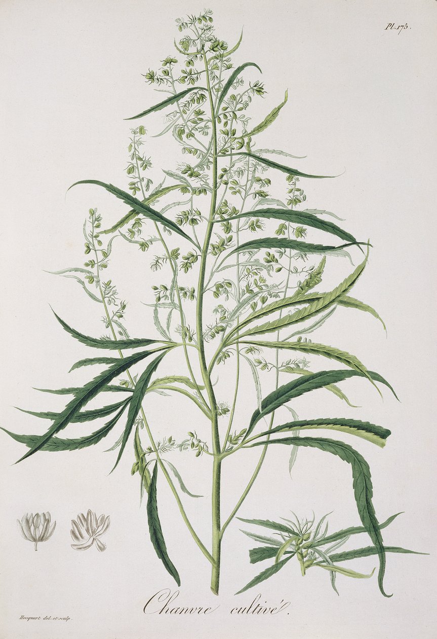 القنب ساتيفا من "Phytographie Medicale" لجوزيف روكيس (1772-1850) ، نشر في عام 1821 بواسطة LFJ Hoquart