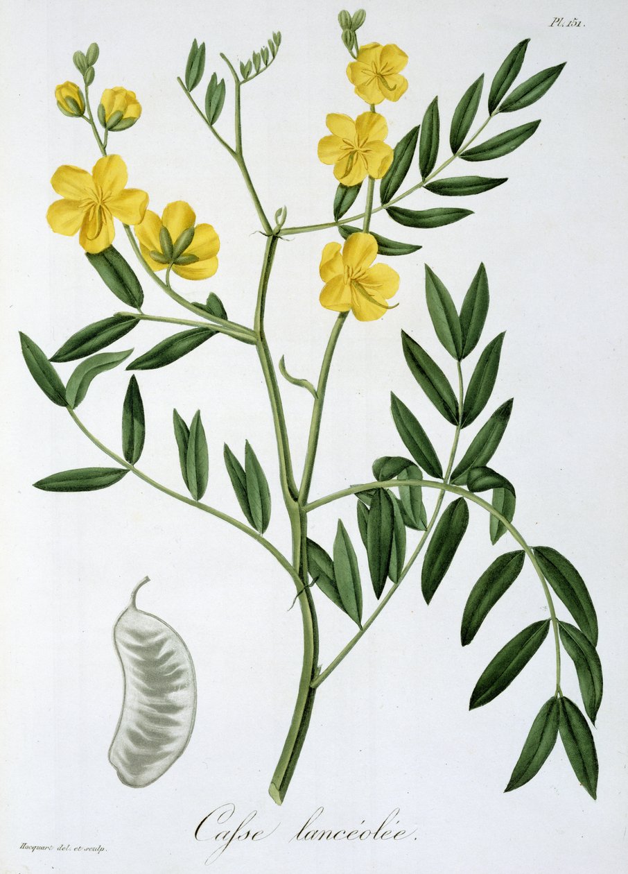 كاسيا من "Phytographie Medicale" لجوزيف روكيس (1772-1850) ، نُشر عام 1821 بواسطة LFJ Hoquart