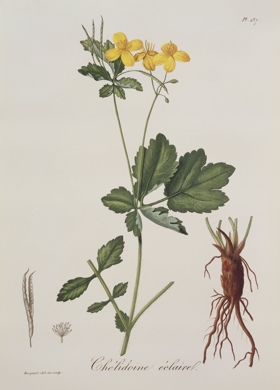 Celidonium Majus من Phytographie Medicale لجوزيف روكيس (1772-1850) ، نشر في عام 1821 بواسطة LFJ Hoquart