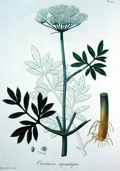 Cicuta Virosa من كتاب Phytographie Medicale بقلم جوزيف روك (1772-1850) ، نُشر عام 1821 (نقش) بواسطة LFJ Hoquart