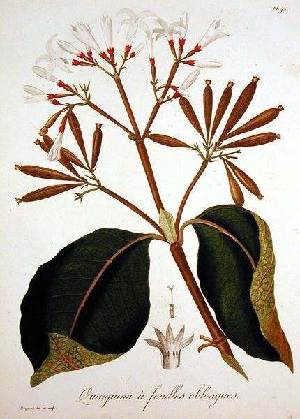 الكينا من كتاب Phytographie Medicale لجوزيف روك (1772-1850) ، نُشر عام 1821 (نقش) بواسطة LFJ Hoquart