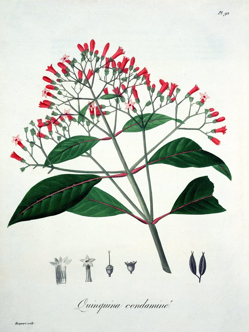 Cinchona من "Phytographie Medicale" لجوزيف روكيس (1772-1850) ، نُشر عام 1821 بواسطة LFJ Hoquart