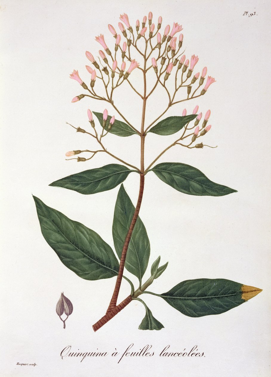 Cinchona من "Phytographie Medicale" لجوزيف روكيس (1772-1850) ، نُشر عام 1821 بواسطة LFJ Hoquart