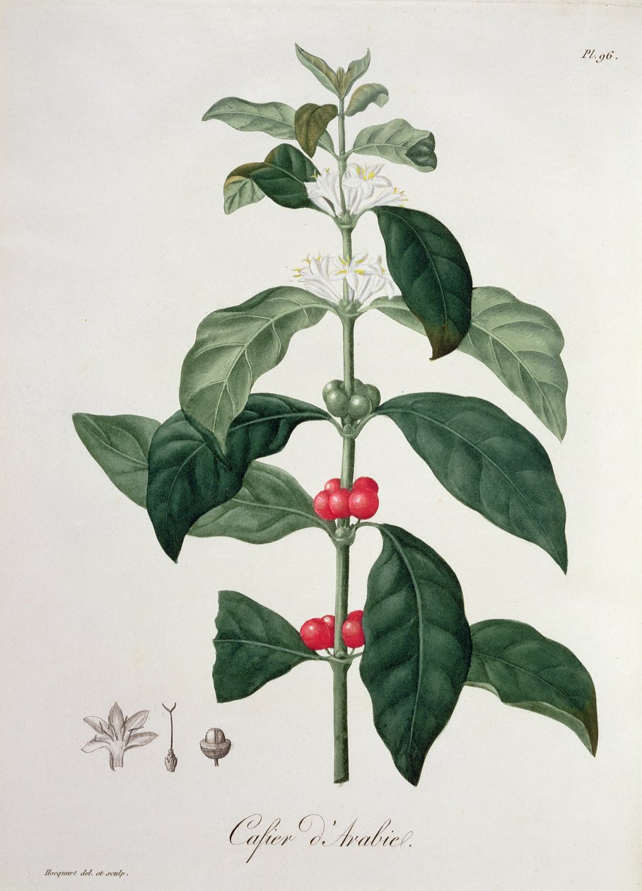 كوفي أرابيكا من "Phytographie Medicale" لجوزيف روكيس (1772-1850) ، نُشر عام 1821 بواسطة LFJ Hoquart