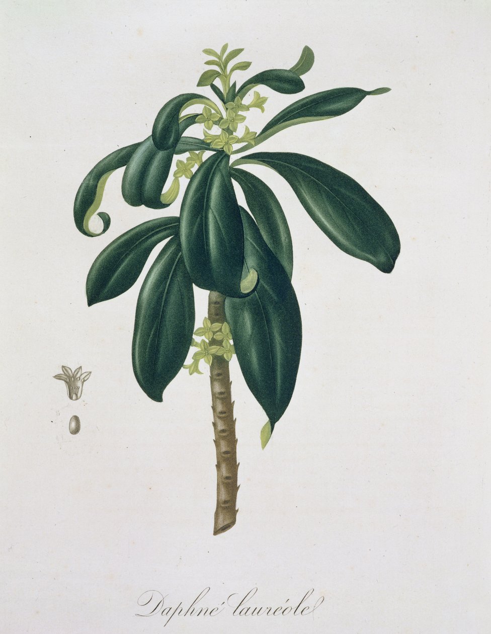 دافني لوريدا من "Phytographie Medicale" لجوزيف روكيس (1772-1850) ، نُشر عام 1821 بواسطة LFJ Hoquart