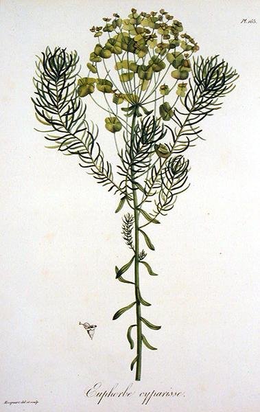 الفربيون سيباريسياس من كتاب Phytographie Medicale لجوزيف روك (1772-1850) ، نُشر عام 1821 (نقش) بواسطة LFJ Hoquart