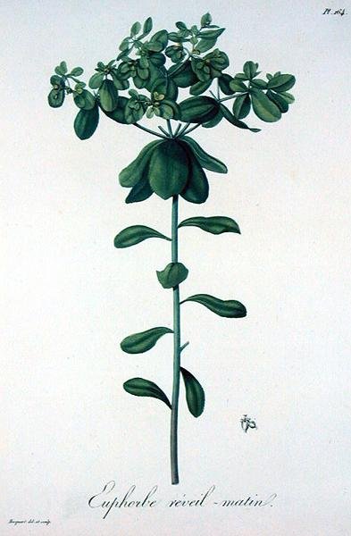 الفربيون هيليوسكوبيا من كتاب Phytographie Medicale لجوزيف روك (1772-1850) ، نُشر عام 1821 (نقش) بواسطة LFJ Hoquart