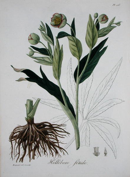 Helleborus Foetidus من كتاب Phytographie Medicale بقلم جوزيف روك (1772-1850) ، نُشر عام 1821 (نقش) بواسطة LFJ Hoquart