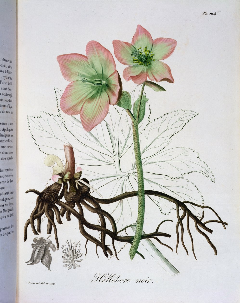 Helleborus النيجر من "Phytographie Medicale" لجوزيف روكيس (1772-1850) ، نشر في عام 1821 بواسطة LFJ Hoquart