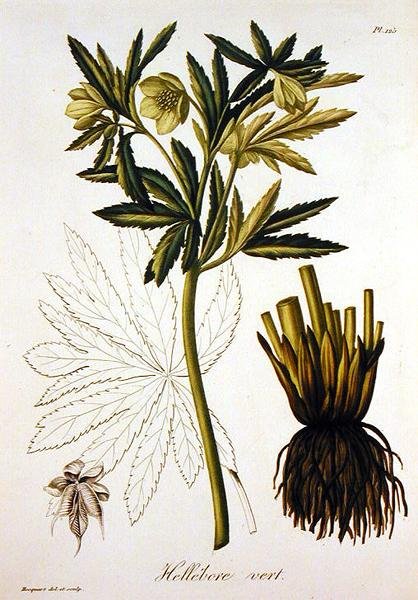 Helleborus Viridis من كتاب Phytographie Medicale لجوزيف روك (1772-1850) ، نُشر عام 1821 (نقش) بواسطة LFJ Hoquart