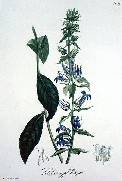 لوبيليا سيفيليتيكا من كتاب Phytographie Medicale لجوزيف روكيز (1772-1850) ، نُشر عام 1821 (نقش) بواسطة LFJ Hoquart