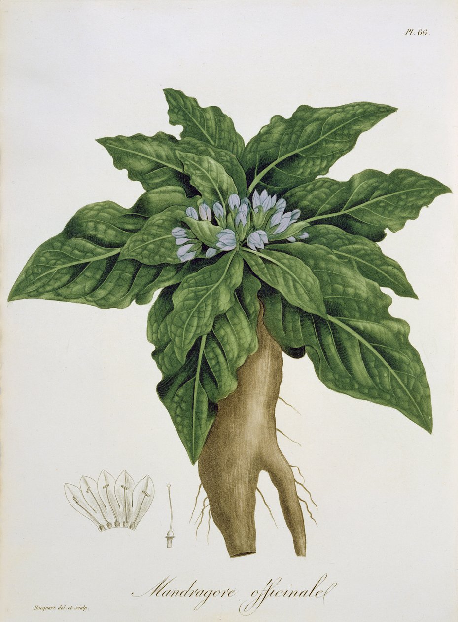Mandragora Officinarum من "Phytographie Medicale" لجوزيف روكيس (1772-1850) ، نُشر عام 1821 بواسطة LFJ Hoquart