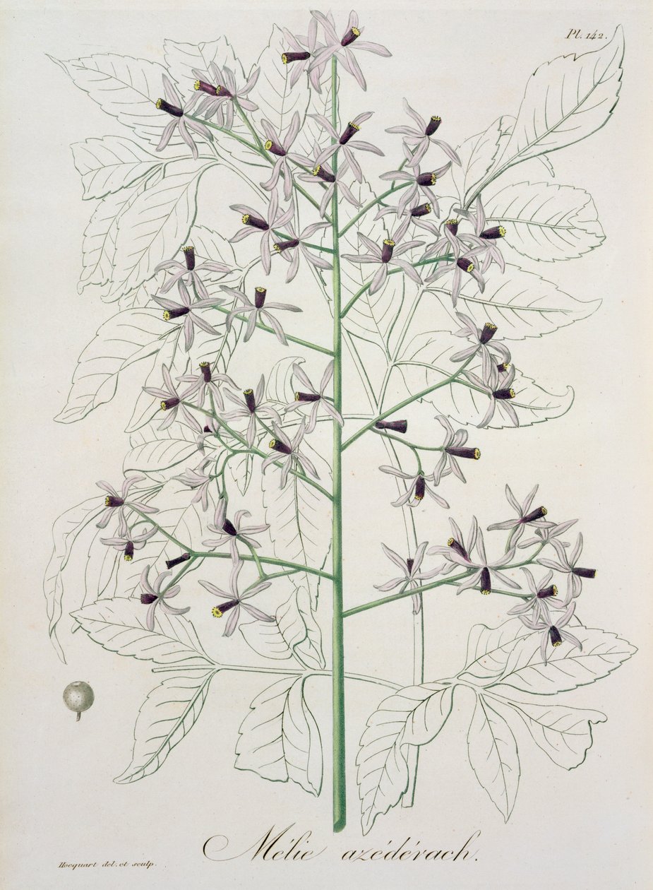 ميليا أزيدراخ من "Phytographie Medicale" لجوزيف روكيس (1772-1850) ، نُشر عام 1821 بواسطة LFJ Hoquart
