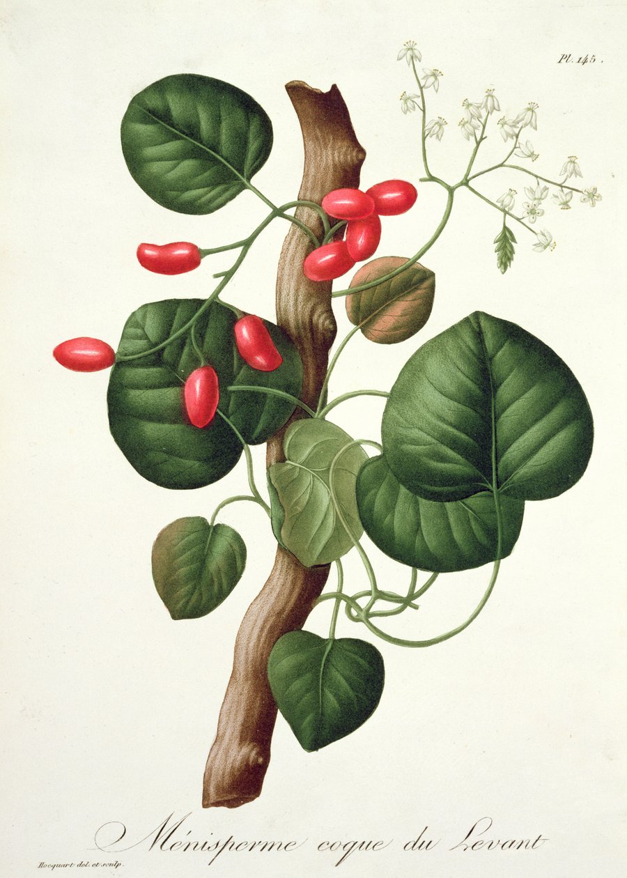 Menispermum من "Phytographie Medicale" لجوزيف روكيس (1772-1850) ، نُشر عام 1821 بواسطة LFJ Hoquart