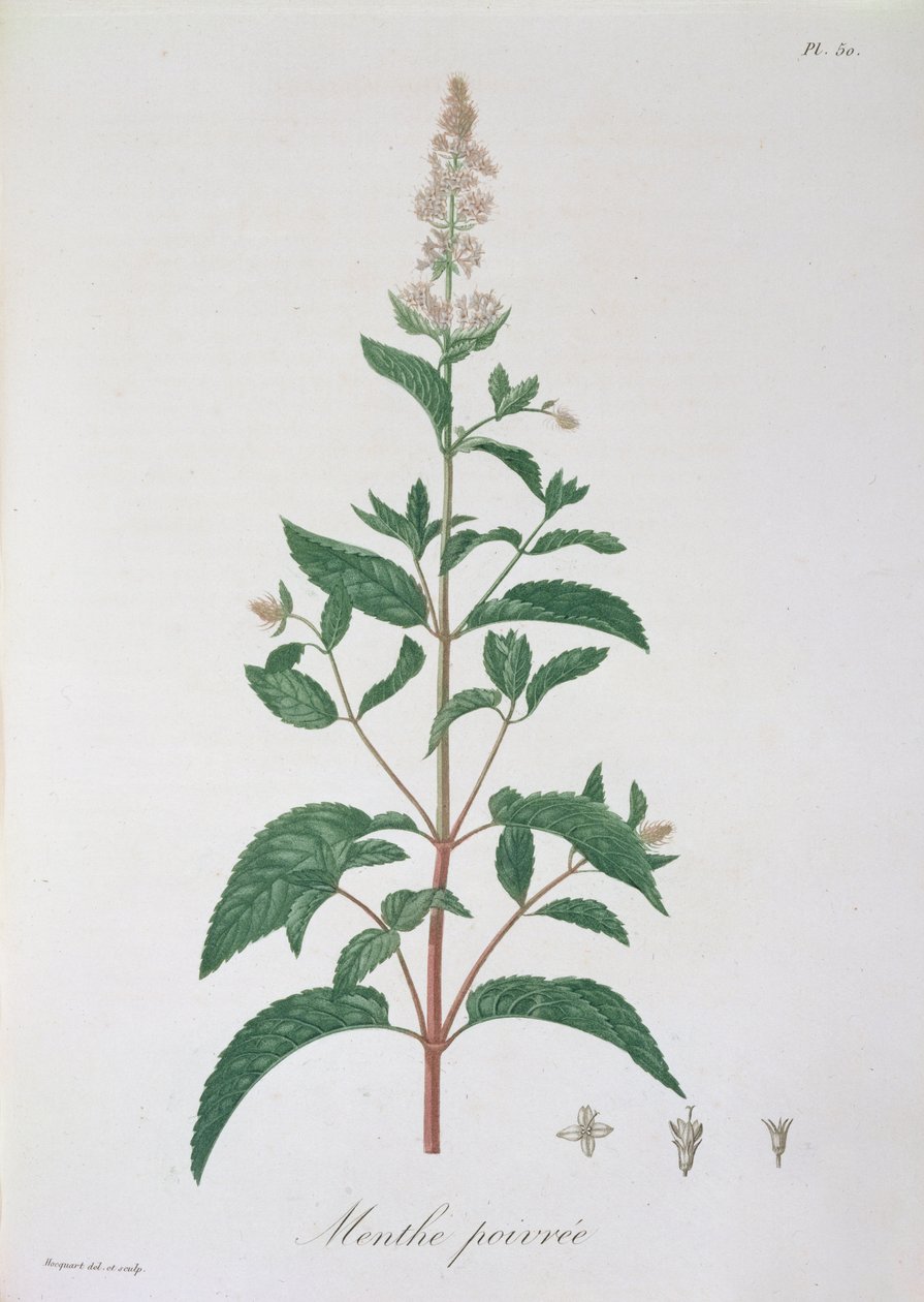 Mentha Piperita من "Phytographie Medicale" لجوزيف روكيس (1772-1850) ، نُشر عام 1821 بواسطة LFJ Hoquart