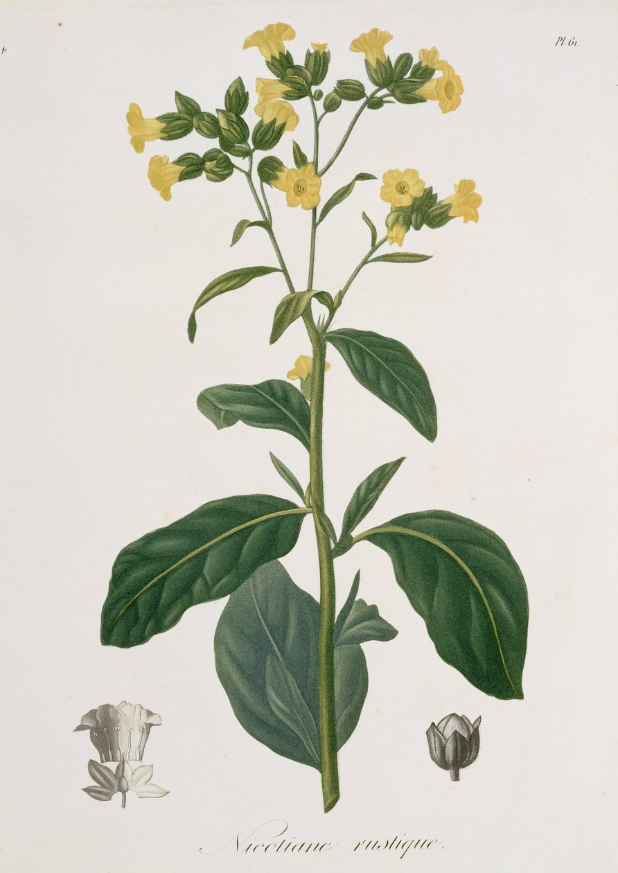 نيكوتيانا من "Phytographie Medicale" لجوزيف روكيس (1772-1850) ، نُشر عام 1821 بواسطة LFJ Hoquart