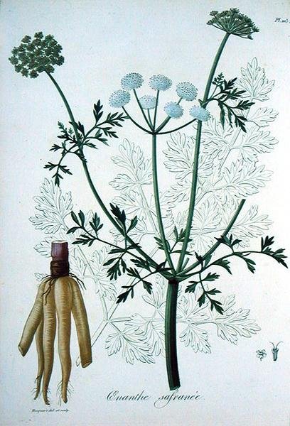 Oeanthe Crocata من كتاب Phytographie Medicale لجوزيف روك (1772-1850) ، نُشر عام 1821 (نقش) بواسطة LFJ Hoquart