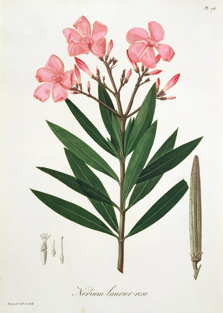 أولياندر من "Phytographie Medicale" لجوزيف روكيس (1772-1850) ، نشر في عام 1821 بواسطة LFJ Hoquart