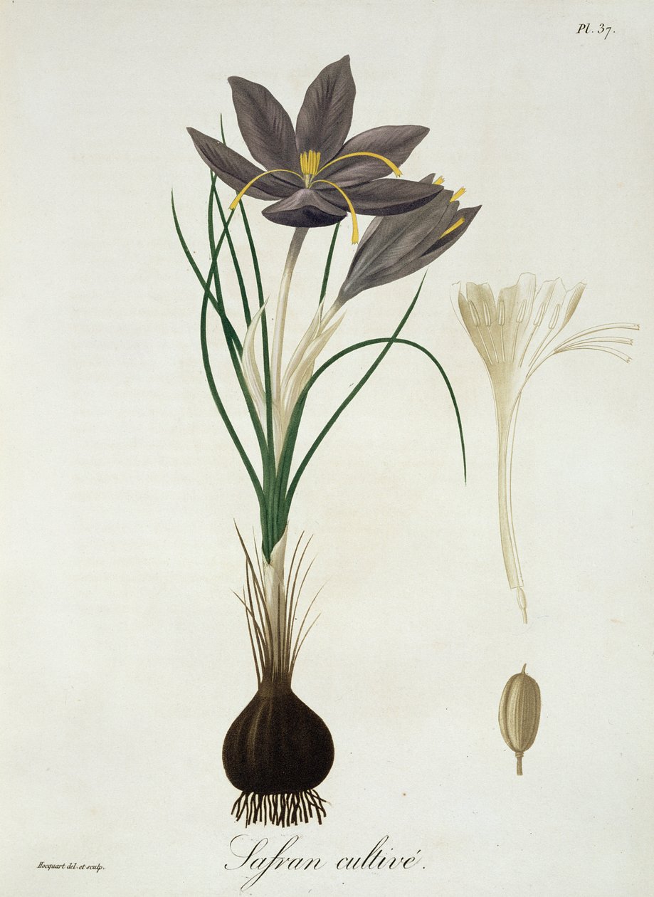الزعفران الزعفران من "Phytographie Medicale" لجوزيف روكيس (1772-1850) ، نشر في عام 1821 بواسطة LFJ Hoquart