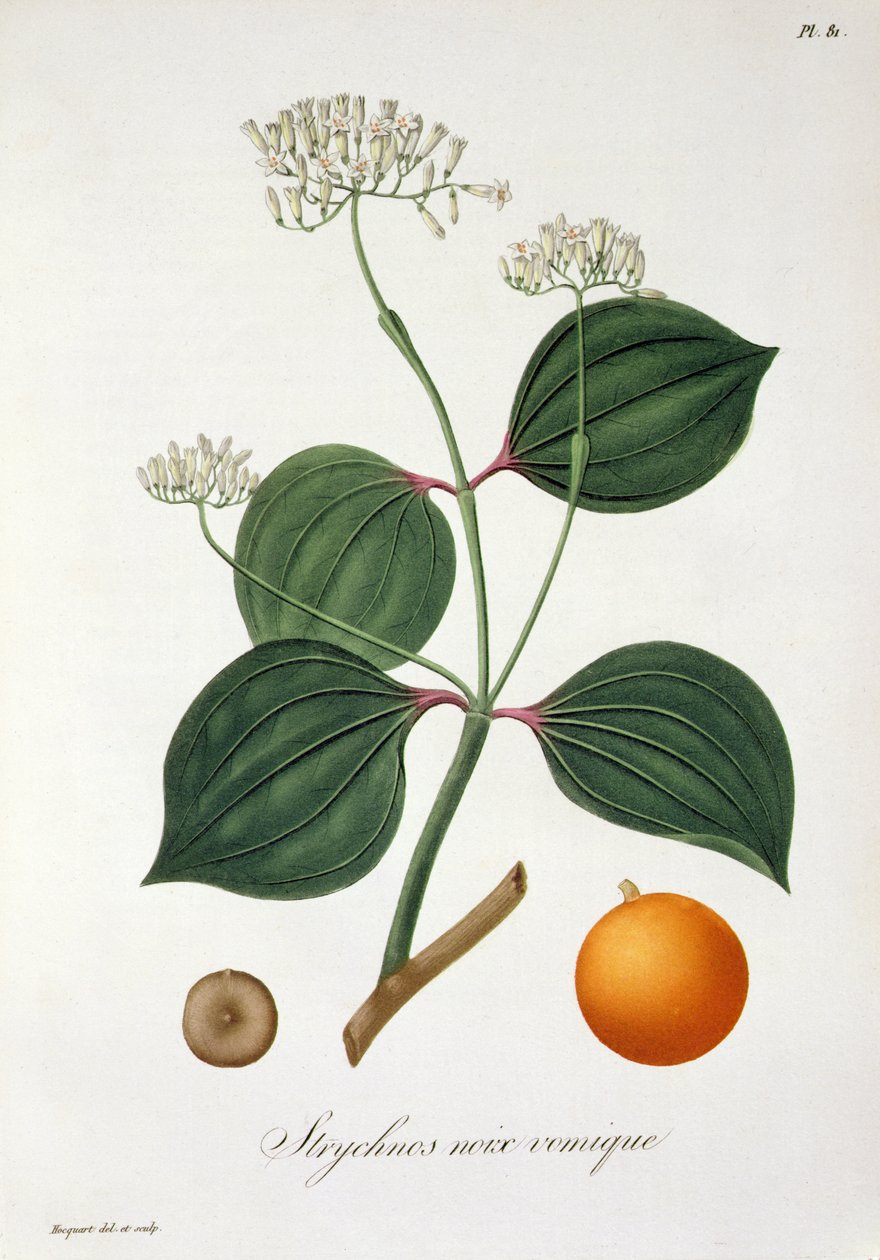 Strychnos nux vomica من "Phytographie Medicale" لجوزيف روكيس (1772-1850) ، نُشر عام 1821 بواسطة LFJ Hoquart