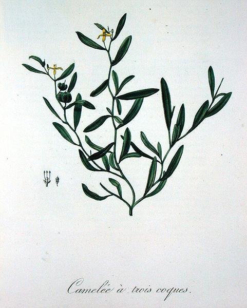 ثلاثة قذائف كاميليا من كتاب Phytographie Medicale بقلم جوزيف روك (1772-1850) ، نُشرت عام 1821 (نقش) بواسطة LFJ Hoquart
