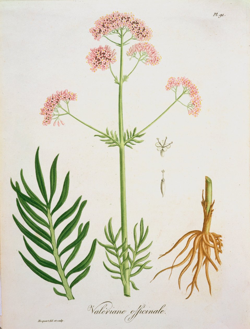 فاليريان من "Phytographie Medicale" لجوزيف روكيس (1772-1850) ، نشر في عام 1821 بواسطة LFJ Hoquart