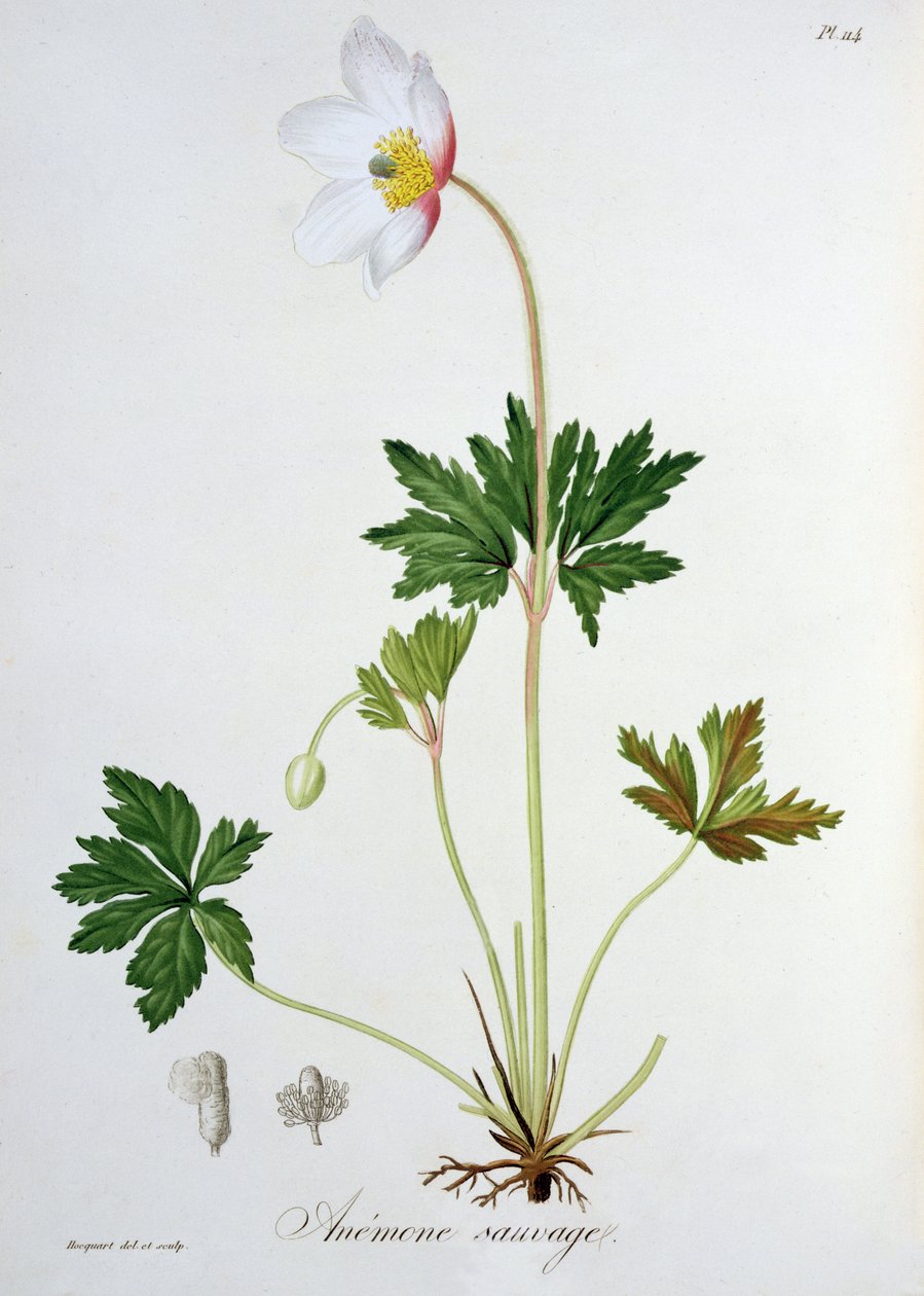 خشب شقائق النعمان من "Phytographie Medicale" لجوزيف روكيس (1772-1850) ، نُشر عام 1821 بواسطة LFJ Hoquart