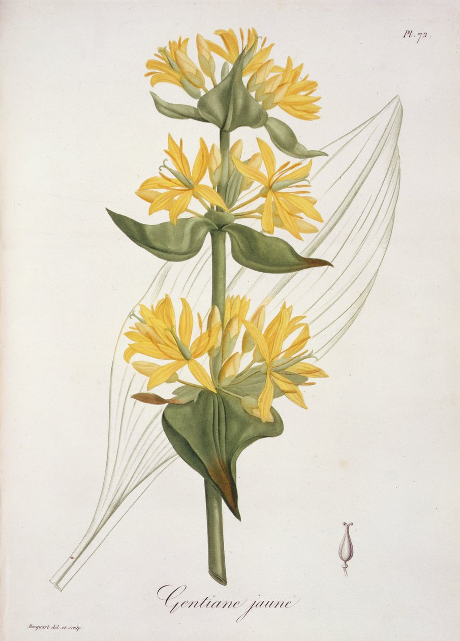 أصفر جينتيان من "Phytographie Medicale" لجوزيف روكيس (1772-1850) ، نُشر عام 1821 بواسطة LFJ Hoquart