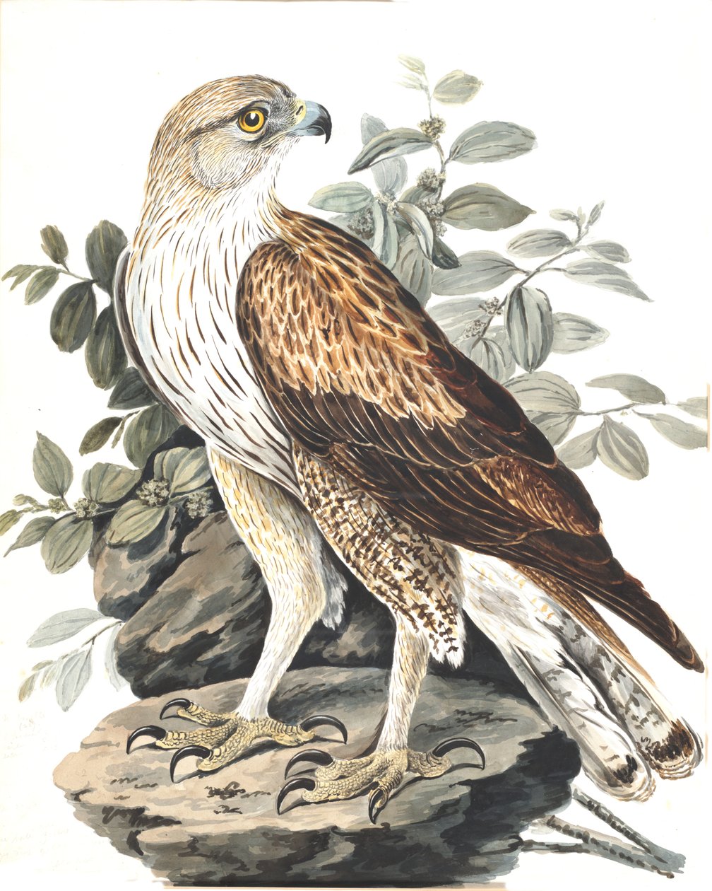 نسر Bonelli بواسطة سيدة اليزابيث جويليم
