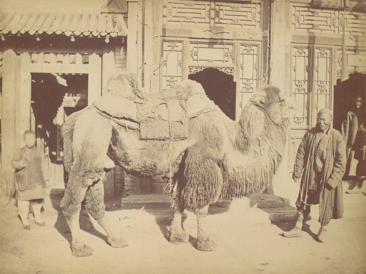 بيكين. No. 923، 1867. بواسطة لاي فونغ.