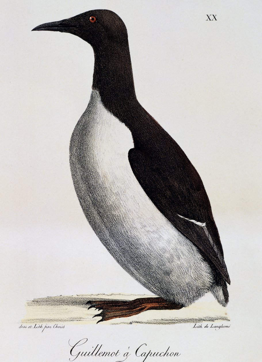 Guillemot المشتركة (Uria aalge) ، من رحلة خلابة حول العالم بواسطة لانجلوم لانجلوم