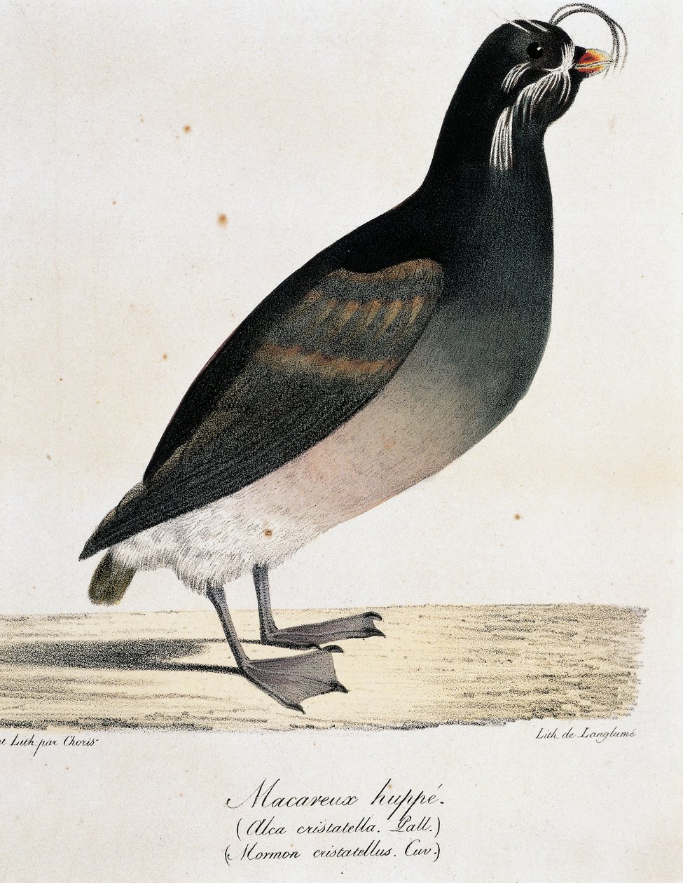 كريستيد أوكليت (Aethia cristatella) ، من رحلة حول العالم ذات المناظر الخلابة بواسطة لانجلوم لانجلوم