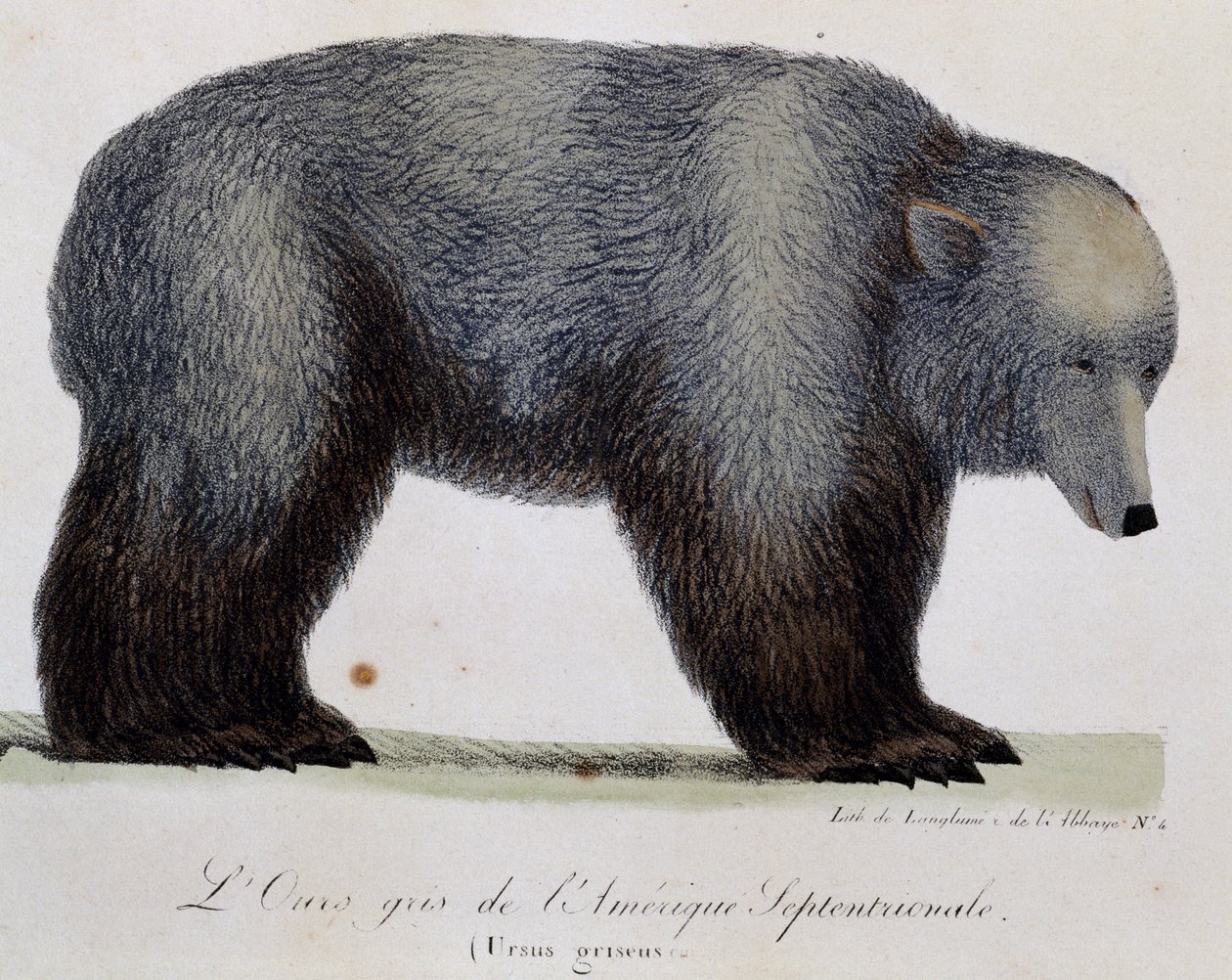 الدب الرمادي (Ursus griseus) ، من رحلة حول العالم ذات المناظر الخلابة بواسطة لانجلوم لانجلوم