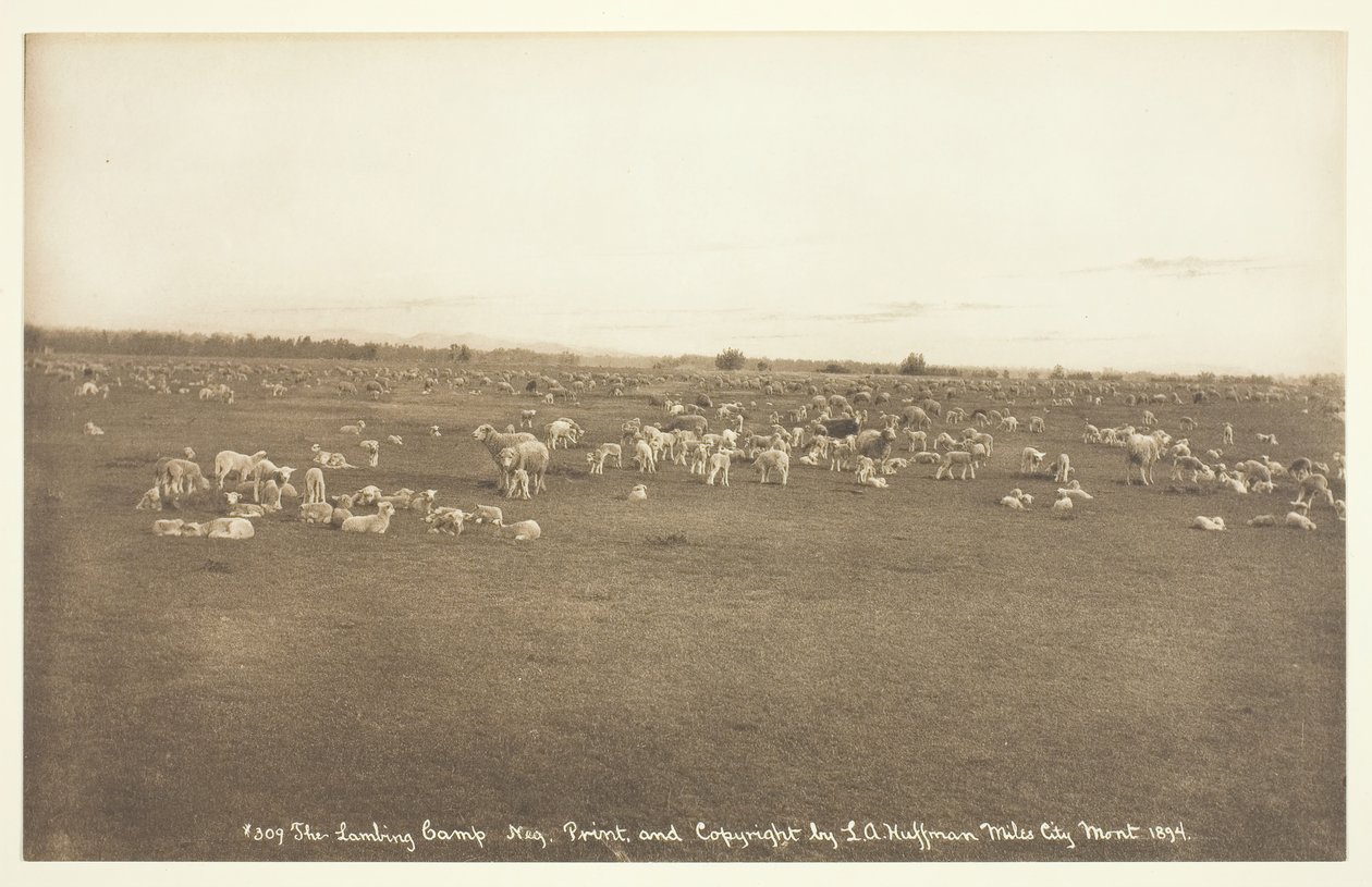 معسكر Lambing ، 1894. بواسطة لاتون ألتون هوفمان