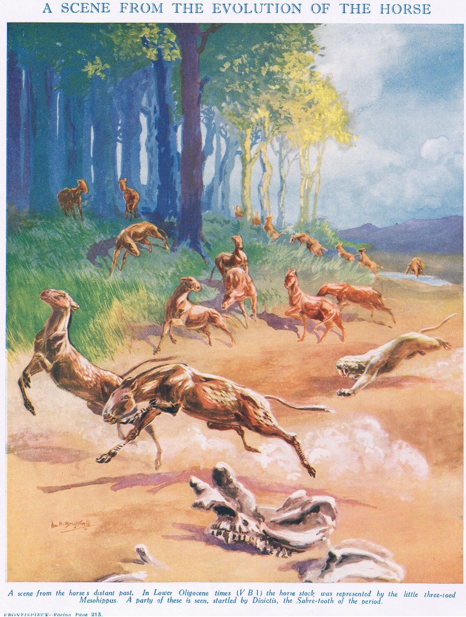 Mesohippus ، رسم توضيحي من "علم الحياة" بواسطة ليونارد روبرت برايتويل