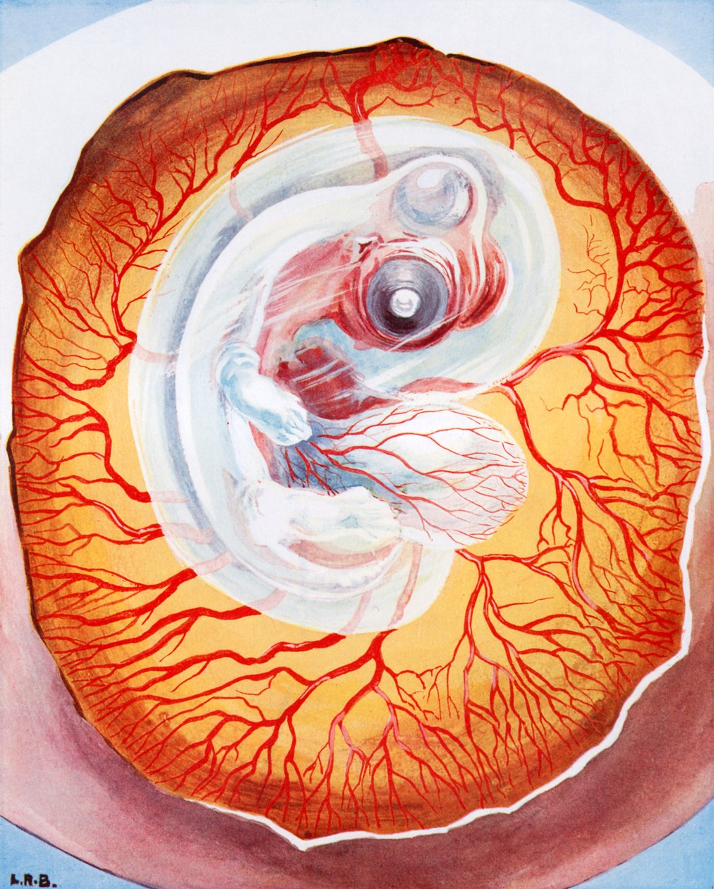 الطائر الذي ينمو في البيضة (ليثو ملون) بواسطة ليونارد روبرت برايتويل