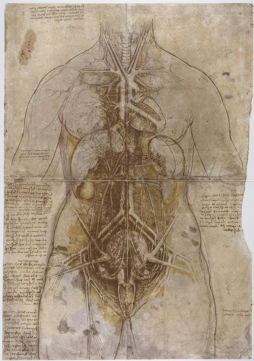 Anatomiestudie بواسطة ليوناردو دا فينشي