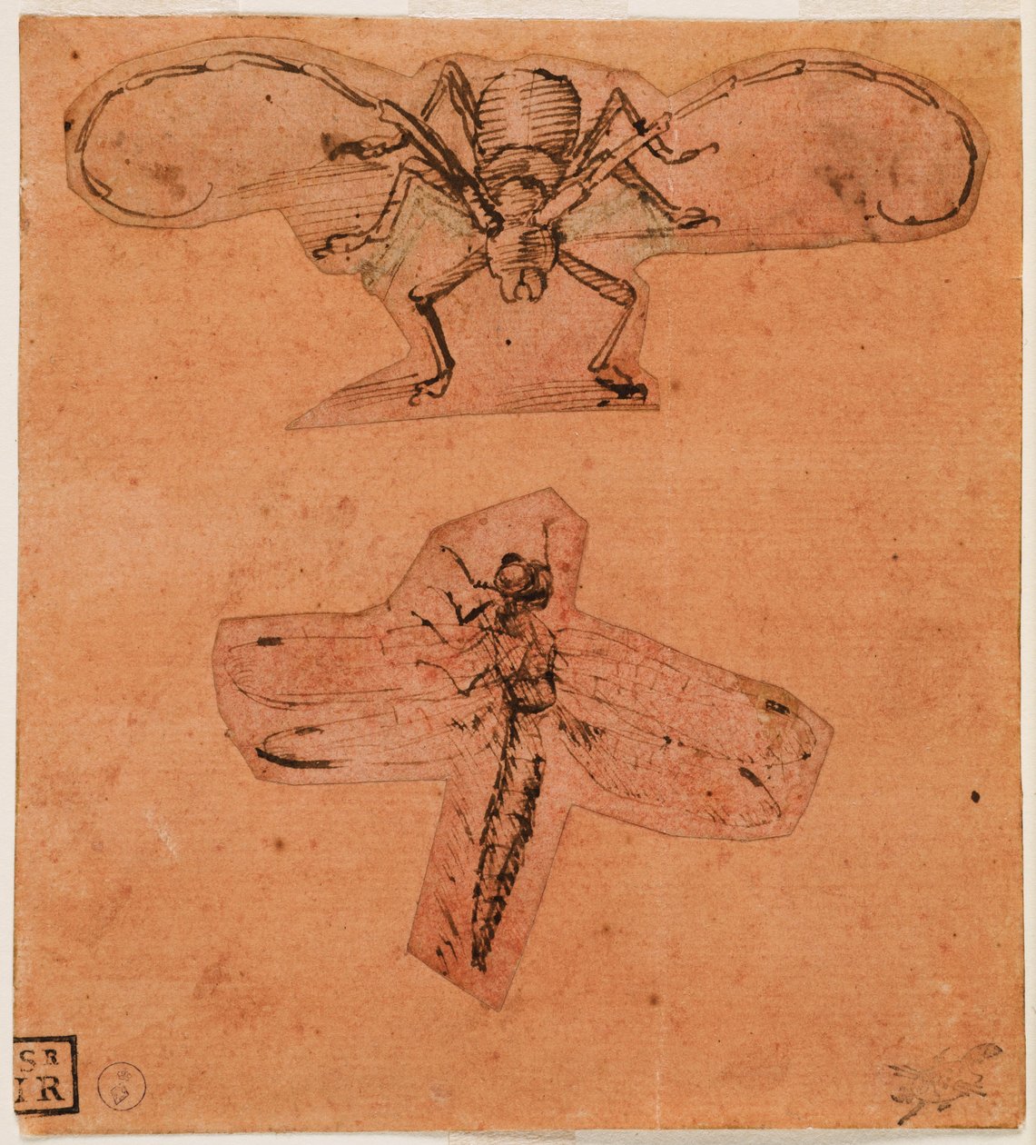 دراسة الحشرات ج. 1480 (الرسم العلوي) و ج. 1503-1505 (رسم سفلي) (قلم وحبر على ورق محضر من اللون الأحمر ، مقطوعة ولصق رسومات) بواسطة ليوناردو دا فينشي