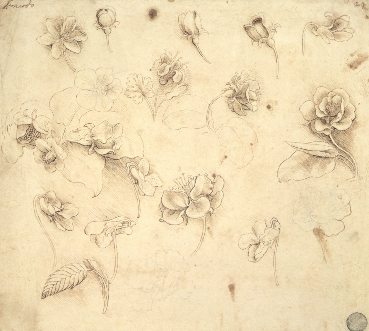 دراسة أزهار النباتات الشبيهة بالعشب (Briza Maxima) c.1481-83 بواسطة ليوناردو دا فينشي