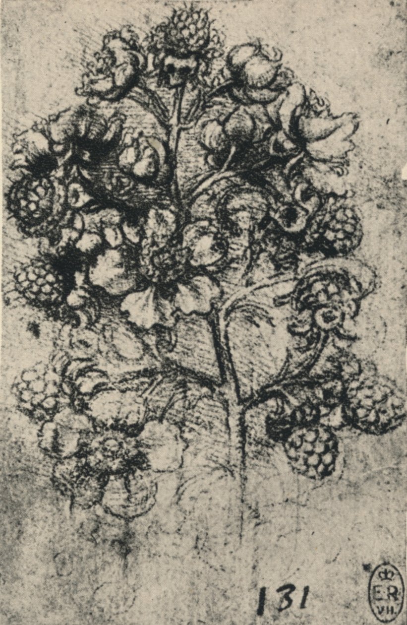 رذاذ Brambles ، c1480 1945 بواسطة ليوناردو دا فينشي