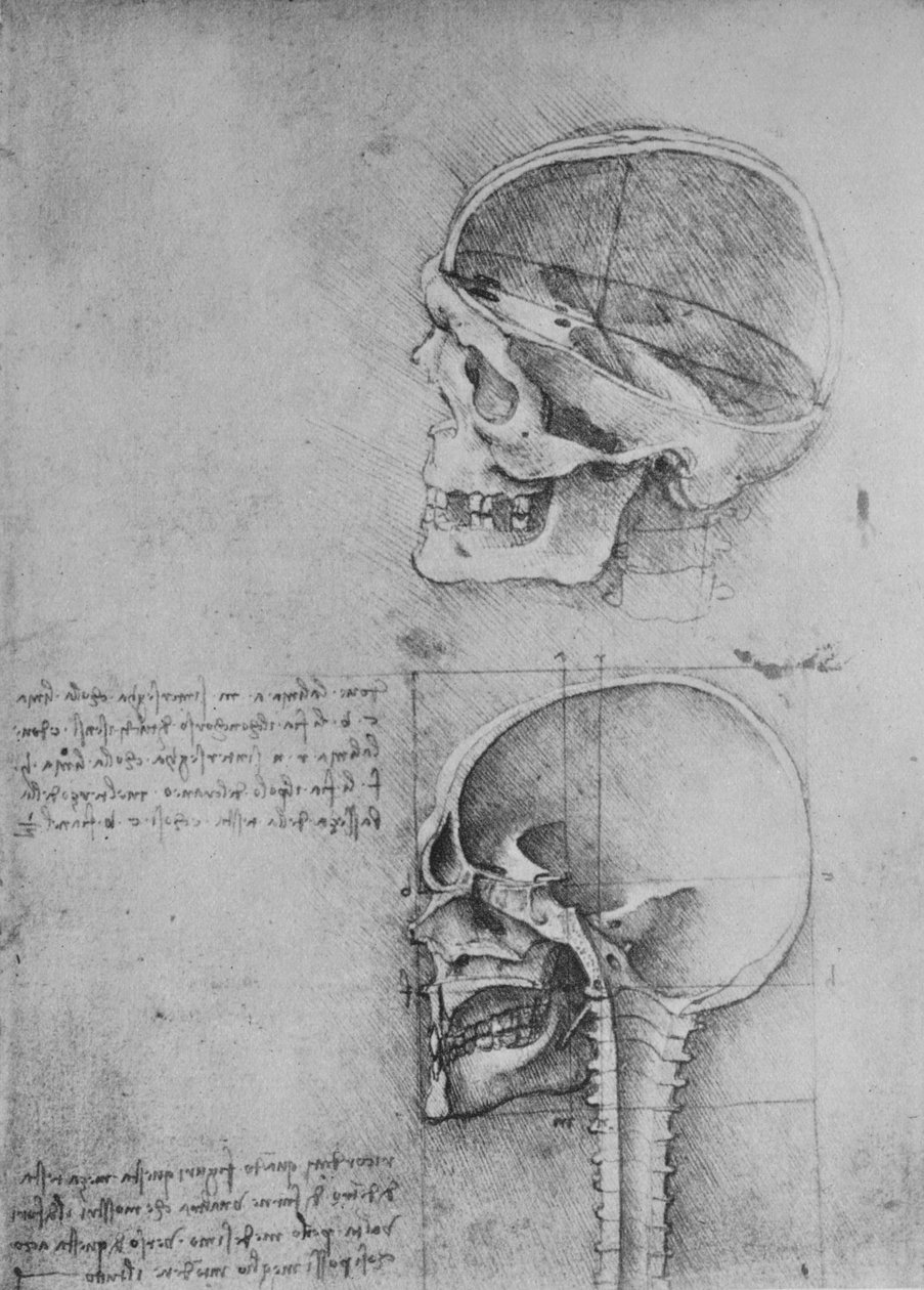 رسومات تشريحية لجمجمتين في الملف الشخصي إلى اليسار ، c1480 1945 بواسطة ليوناردو دا فينشي
