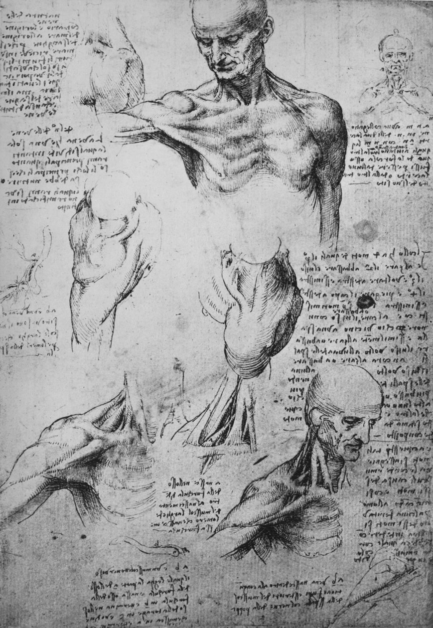 رسومات تشريحية لرقبة الكتفين والكتفين ، c1480 1945 بواسطة ليوناردو دا فينشي