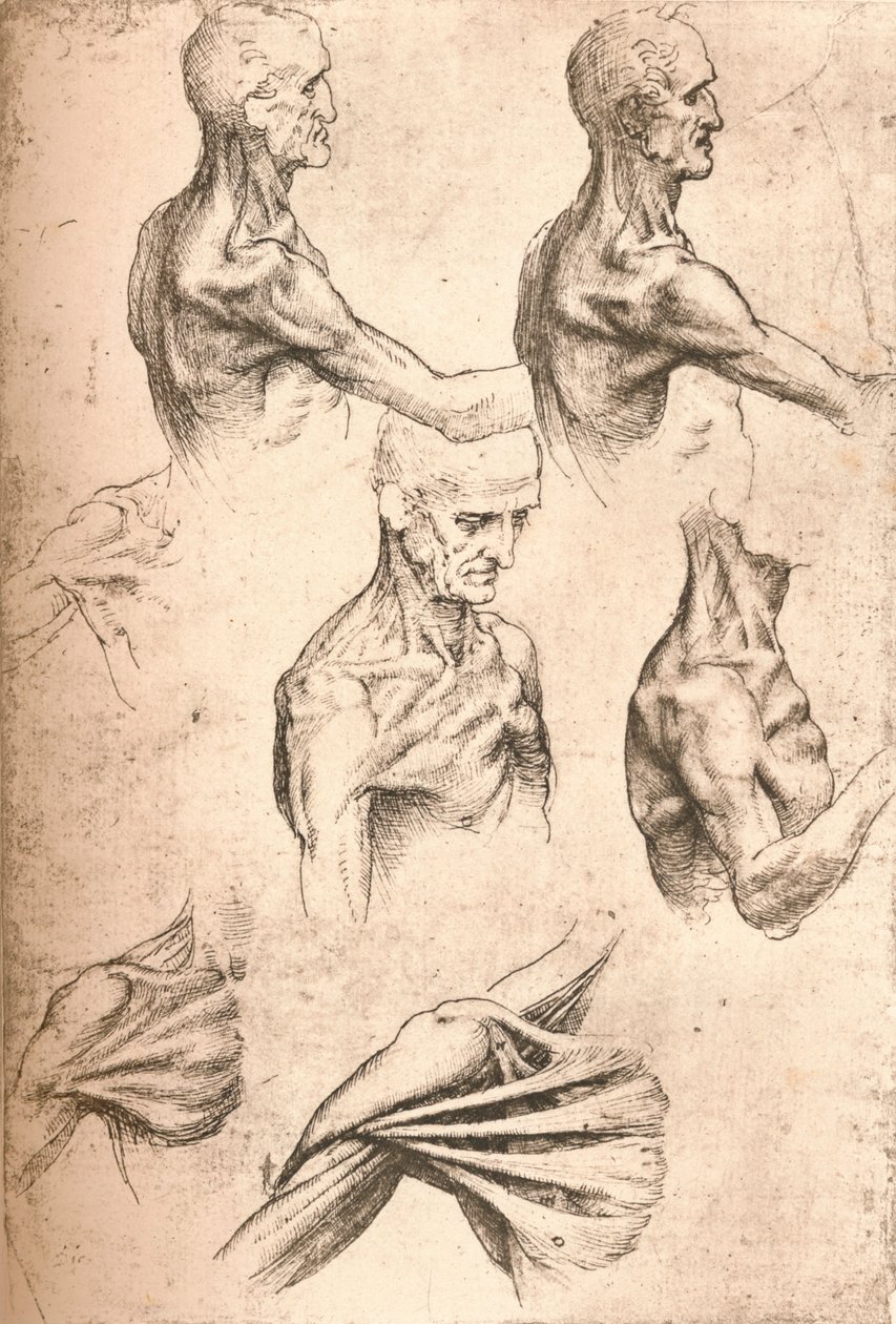 رسم تشريحي ، c1472-c1519 1883 بواسطة ليوناردو دا فينشي