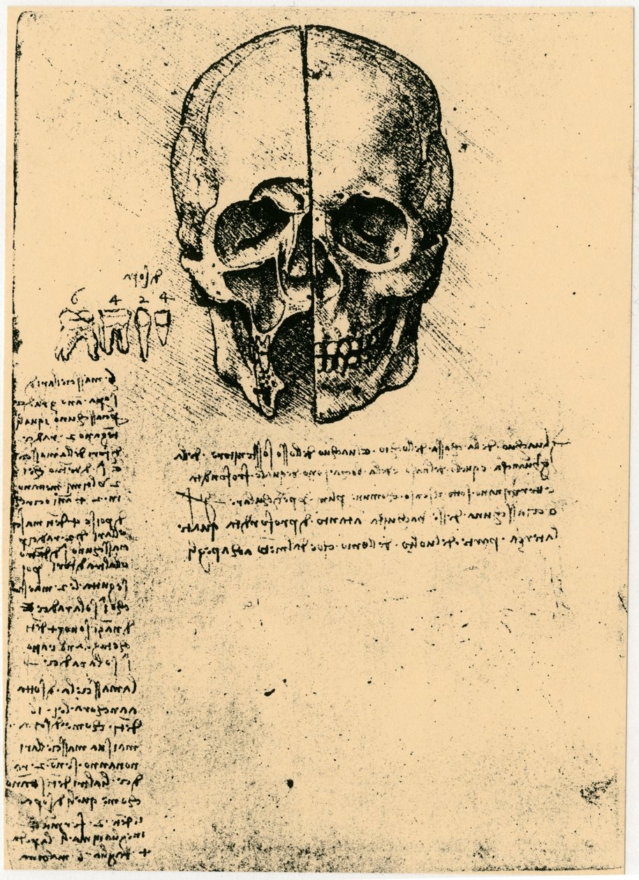 رسم تشريحي لجمجمة بشرية ، c1472-1519 بواسطة ليوناردو دا فينشي