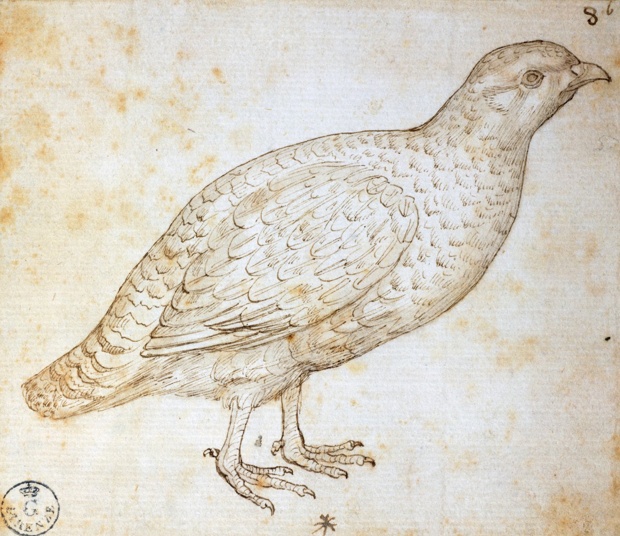 دراسات على الحيوانات: السمان ، رسمها ليوناردو دافنشي (1452-1519) ، رسم 754 orn بواسطة ليوناردو دا فينشي