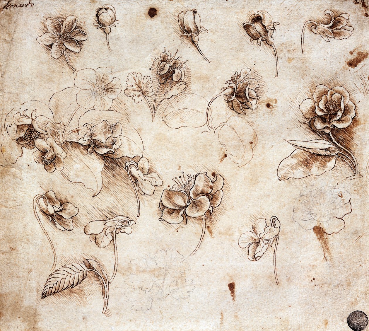 الجدول النباتي رسم 237 (رسم) بواسطة ليوناردو دا فينشي