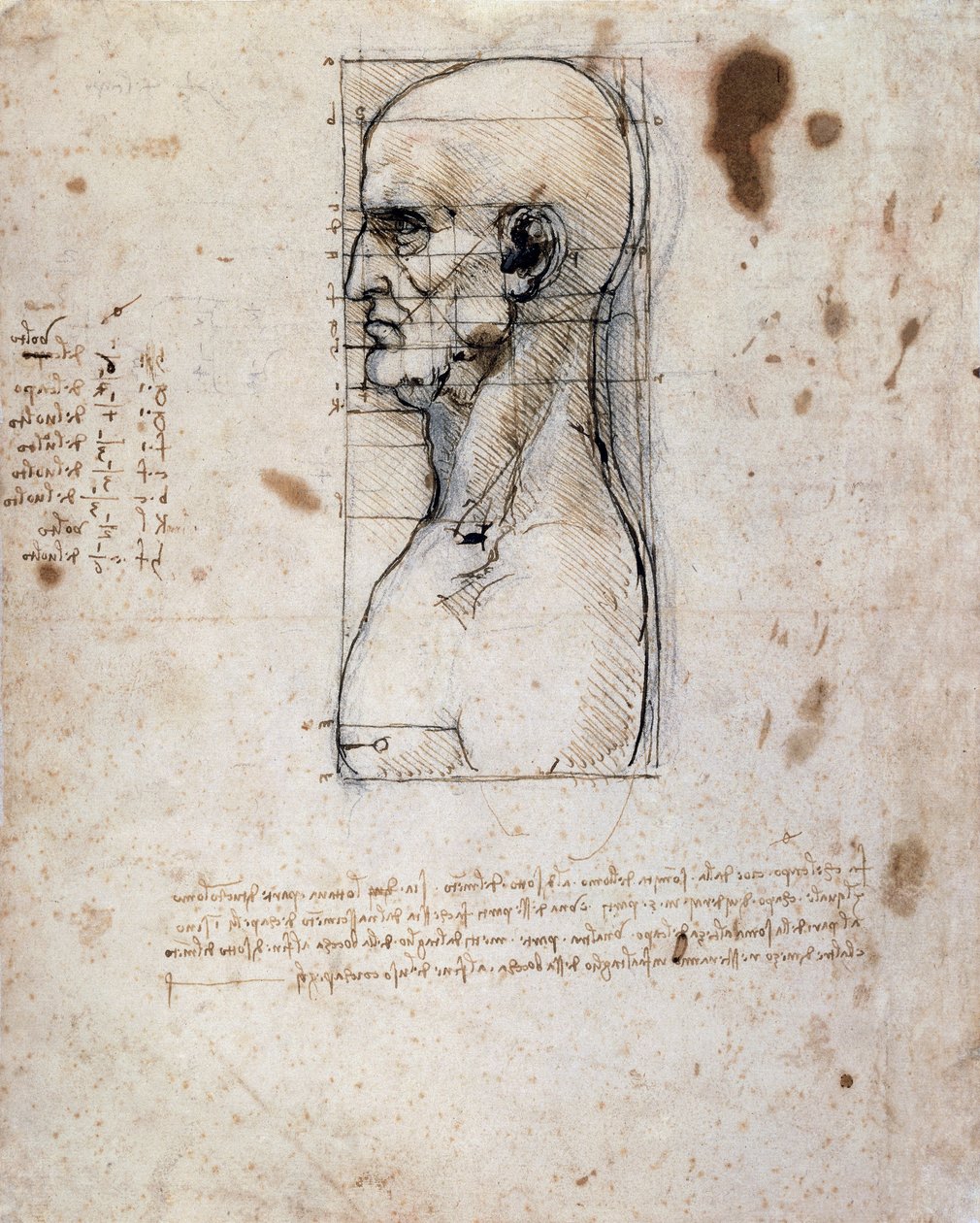 Bust of a man in profile with measurements and notes (sepia ink on linen paper) بواسطة ليوناردو دا فينشي