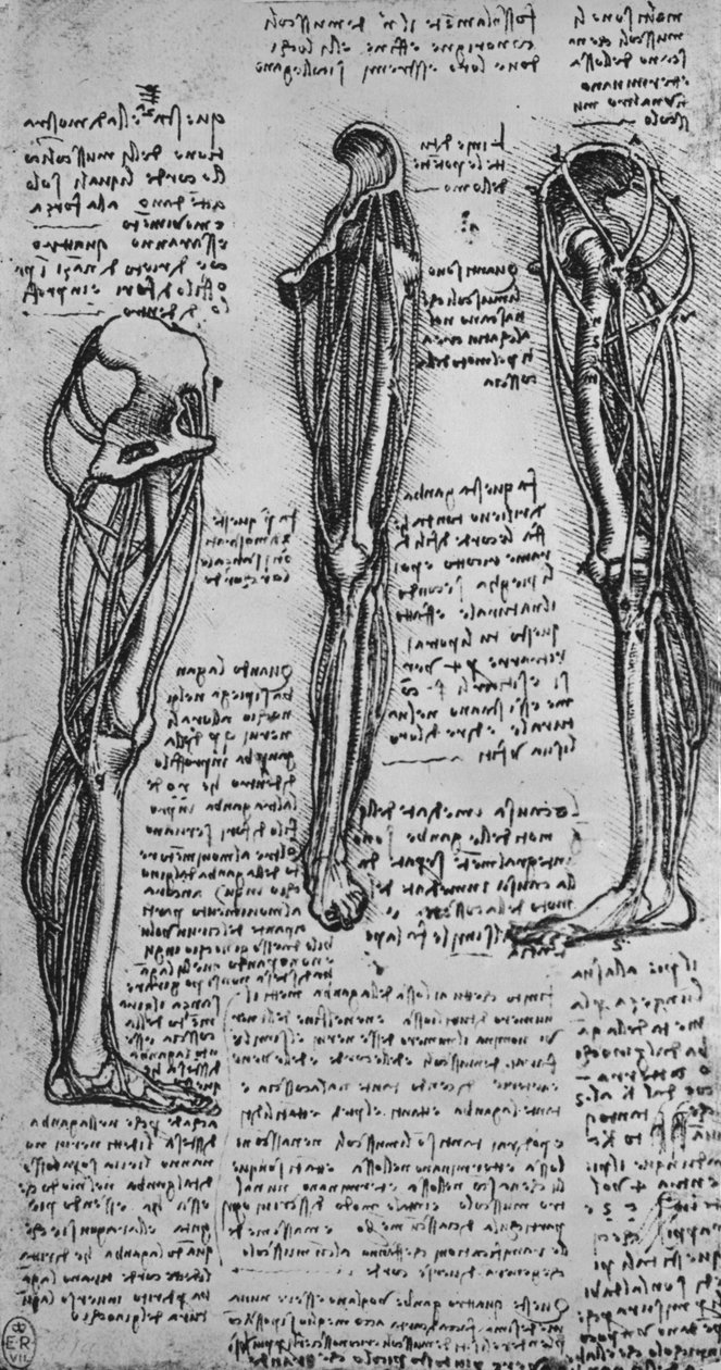 رسومات لساق اليسرى تُظهر العظام والأوتار ، c1480 1945 بواسطة ليوناردو دا فينشي