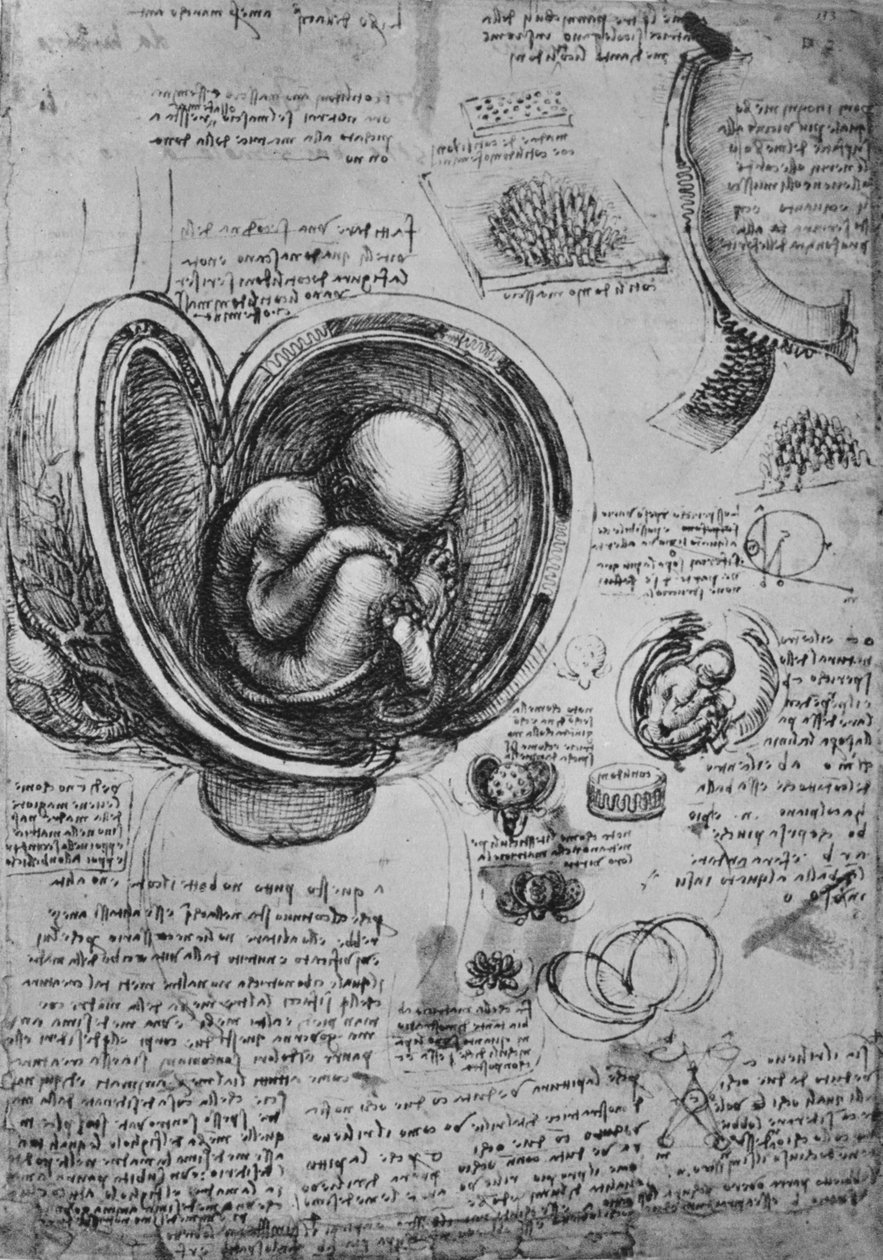 رسومات جنين في الرحم ، c1480 1945 بواسطة ليوناردو دا فينشي